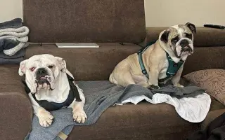 Pomoc pro Kuky a Kony