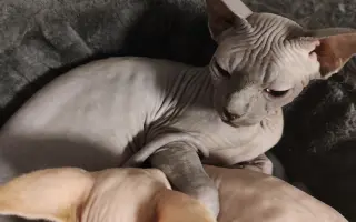 Pomoc pro našeho Joa porazit zákeřnou FIP