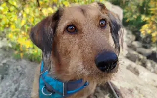 Zachraňme Mejlíkovi nožičku ❤️