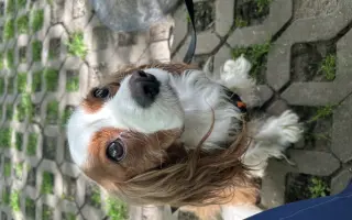 Pomohli jste Charliemu podstoupit akutní revizi kyčle