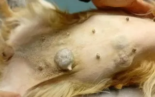 Pomoc opuštěným psím stařečkům