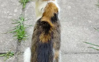 Pomohli jste uhradit veterinární péči pro kočičky z Kočičího štěstí, z.s.