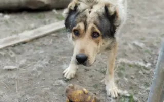Zpátky do života - pomozte zvrátit těžké psí osudy