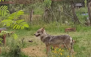 Trvalý domov pro Luckyho