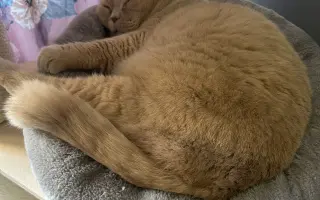 Pomozme Jambimu s potřebnou léčbou