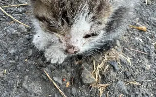 Pomozme pejskům a kočičkám se startem do lepšího života