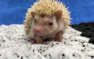 Pomozte nám uspořádat 1. Mezinárodní výstavu exotických ježků v Ústí nad Labem!