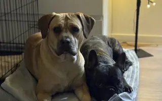 Pomozme Calvinovi zpět na nožičky