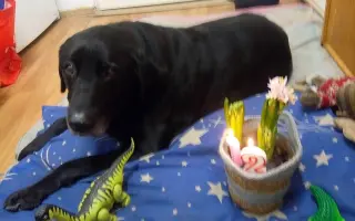 Prosím, pomozte Joshuovi bojovat s cukrovkou.