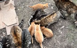 Pomoc pro kočky a koťátka Kočky u Katky