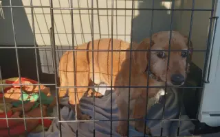 Očkování proti psincovému kašli