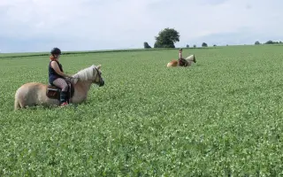 Pomozte nám zachránit srnčata a ostatní zvěř před posekaním sekačkou.