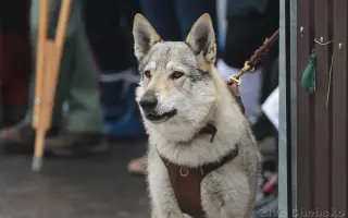 Pro Eli 🩷 Prosím, pomozte nám ji znova rozběhat.