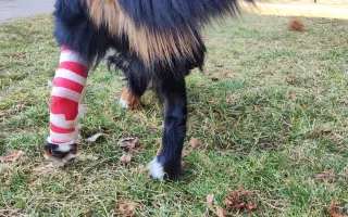 Pomozte Hubertovi chodit konečně bez bolesti ❤️