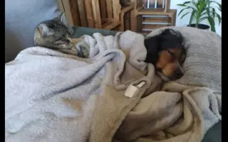 Shamy bouje s bolestí. Pomozme jí prožít stáří důstojně