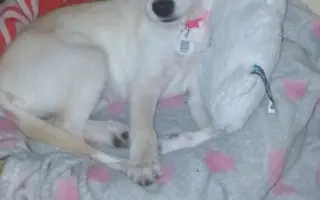 Operace pro naši malou Rexinu