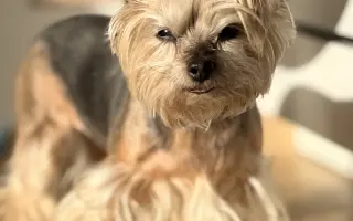 Pomozte Kessynce znovu se postavit na všechny čtyři 🐾