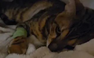 Boj o život rodinného kocourka