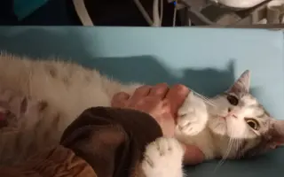 KOČIČKY V NOUZI - POMOZTE NÁM ZACHRÁNIT JEJICH ŽIVOTY