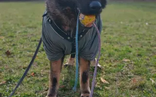 Pomoc Furině v boji s lupusem (SLE)