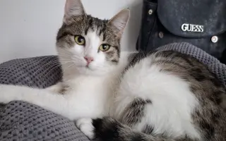 Pomoc pro kočky a koťátka Kočky u Katky