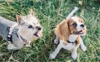 Pomozte Kessynce znovu se postavit na všechny čtyři 🐾