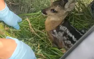 Dron s termovizí = záchrana pro stovky bezbranných srnčat