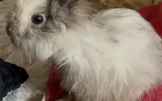 Z ulice do bezpečí: pomozte králíčkovi Beky