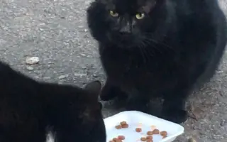 Kočky vrní, faktury křičí. Pomozte MonPet z.s. dál zachraňovat kočičí životy.