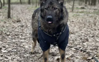 Pomoc Furině v boji s lupusem (SLE)