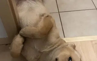 Malý Timmy si zaslouží život bez bolesti