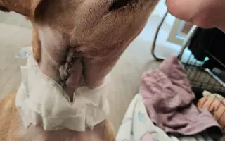 Pomozte při léčení Julinky