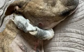 Pomůžete prosím dvěma psím dušičkám bojovat dál o každý společný den?