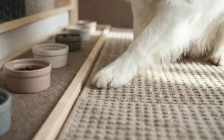 Podpořte vybudování centra, aby i slepí a hluší pejsci našli bezpečný domov