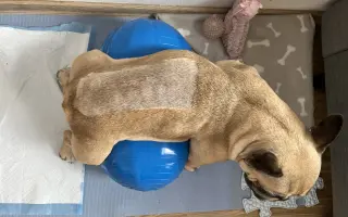 Podpořme Bubbu, statečnou buldočici na vozíčku