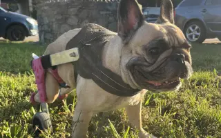 Podpořme Bubbu, statečnou buldočici na vozíčku