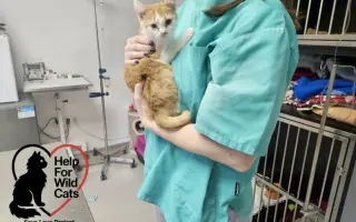 POMOZTE NÁM ZASTAVIT KRUH KOČIČÍHO UTRPENÍ. Víme jak na to, ale bez vás to nezvládneme.