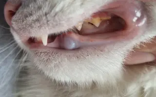 9 nalezených Lásek