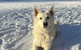 Pomozme Daisy znovu běhat 🐾