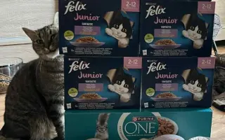 Pomohli jste kočičkám bez domova – léčba, krmivo i kastrace