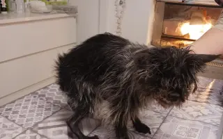 Voříškov prosí o pomoc pro psí útulkáče, poničku Babuňu, kočky a další zvířátka