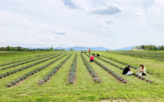 Pomozte s rozvojem levandulové farmy - odpočinkové zóny nejen pro rodiny a děti