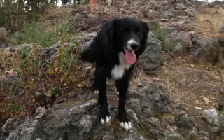 Pomozte nám zachránit Douggyho: Podpořte jeho operaci!