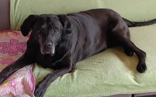 Pomozme Elince znovu chodit bez bolesti: Boj s přetrženými vazy