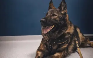 Pomoc Furině v boji s lupusem (SLE)