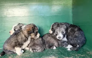 Pomozte čtyřem štěňátkům, která zůstala bez maminky