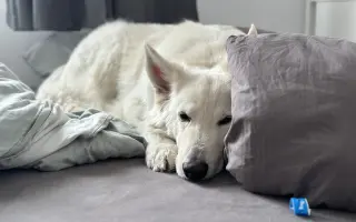 Když se štěstí obrátí zády: Pomoc pro Chérie a Areska