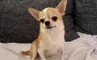 Pomozme Ajri zpátky na nohy