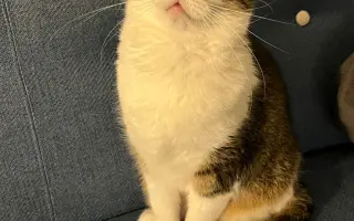 💖 Pomozte Uličnici porazit karcinom mléčné lišty! 🐱