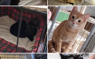 Staňte se nadějí pro kočičky bez domova